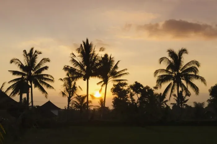 Framed Print : Sunset behind coconut trees, Ubud, Bali, Indonesia Framed Print : Sunset behind coconut trees, Ubud, Bali, Indonesia