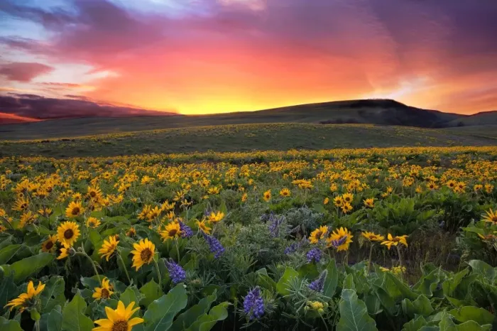 Framed Print : Sunset at Columbia Hills State Park Framed Print : Sunset at Columbia Hills State Park