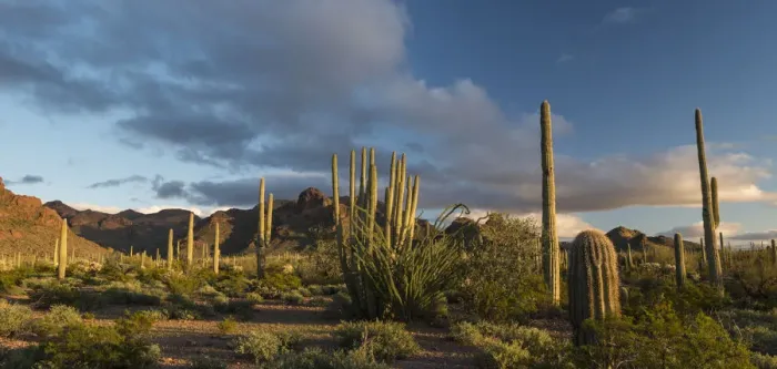 Framed Print : Sunset over desert habitat, Organ Pipe Cactus National Monument, Arizona, USA Framed Print : Sunset over desert habitat, Organ Pipe Cactus National Monument, Arizona, USA
