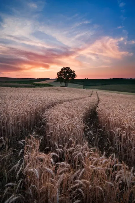 Framed Print : Sunset in field