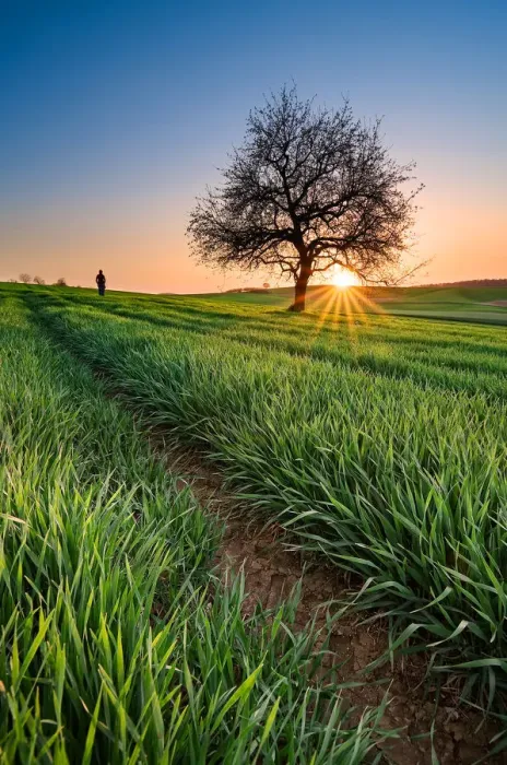 Framed Print : Sunset at field near Heidelberg Framed Print : Sunset at field near Heidelberg
