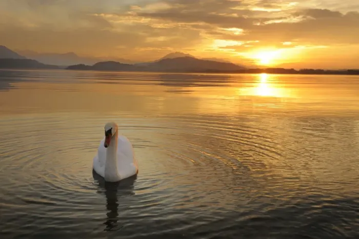Framed Print : Sunset on Lake Zug with mute swan -Cygnus olor-, Canton of Zug, Central Switzerland, Switzerland, Europe Framed Print : Sunset on Lake Zug with mute swan -Cygnus olor-, Canton of Zug, Central Switzerland, Switzerland, Europe