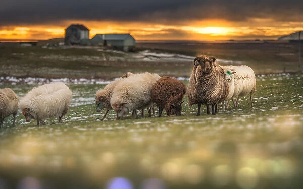 a sunset landscape with sheep herd in Iceland