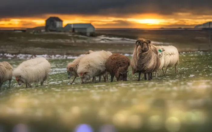Framed Print : a sunset landscape with sheep herd in Iceland Framed Print : a sunset landscape with sheep herd in Iceland