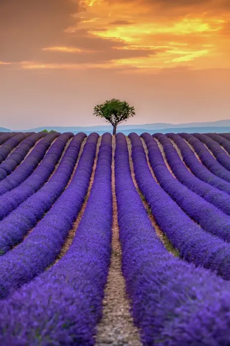 Framed Print : Sunset over Provence lavender field Framed Print : Sunset over Provence lavender field