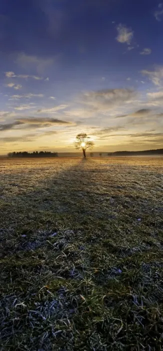 Framed Print : Sunset with a solitary oak tree on a frost-covered meadow, near Adelschlag, Bavaria, Germany, Europe