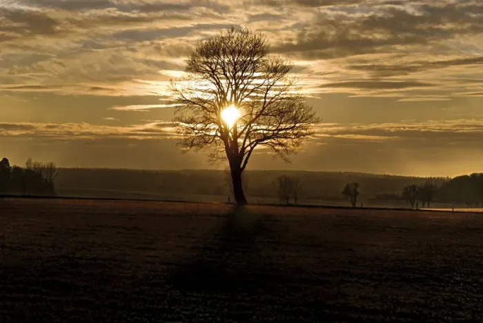 Framed Print : Sunset with a solitary oak tree on a frost-covered meadow, near Adelschlag, Bavaria, Germany, Europe Framed Print : Sunset with a solitary oak tree on a frost-covered meadow, near Adelschlag, Bavaria, Germany, Europe