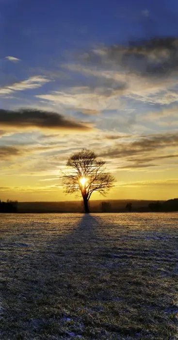 Framed Print : Sunset with a solitary oak tree on a frost-covered meadow, near Adelschlag, Bavaria, Germany, Europe Framed Print : Sunset with a solitary oak tree on a frost-covered meadow, near Adelschlag, Bavaria, Germany, Europe