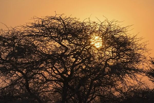 Sunset behind trees, Etosha National Park, Namibia