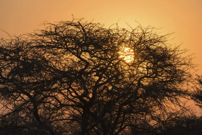 Framed Print : Sunset behind trees, Etosha National Park, Namibia Framed Print : Sunset behind trees, Etosha National Park, Namibia