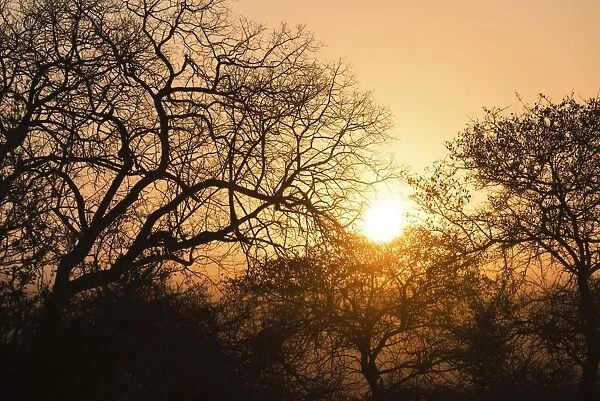 Sunset behind trees, Etosha National Park, Namibia