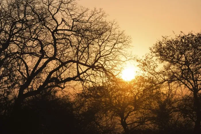 Framed Print : Sunset behind trees, Etosha National Park, Namibia Framed Print : Sunset behind trees, Etosha National Park, Namibia
