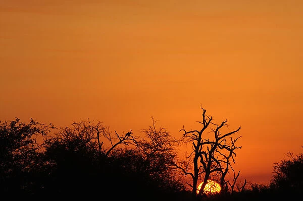 Sunset and trees. Kruger National Park,s Africa