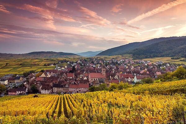 Sunset over the vineyards in autumn, Riquewihr, Alsace (Photos Prints, Framed,...) #13519573