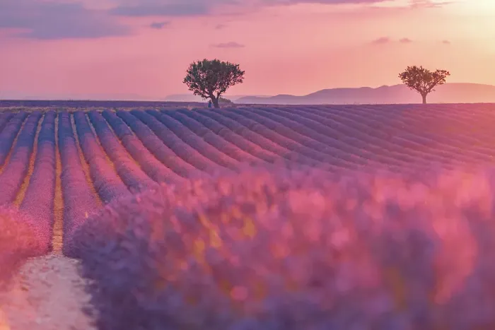 Framed Print : Sunset over a violet lavender field in Provence, France Framed Print : Sunset over a violet lavender field in Provence, France