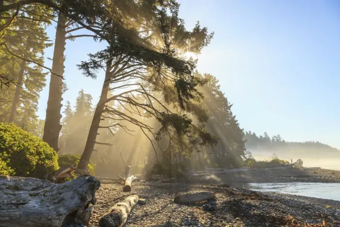 Framed Print : Sunshine streaming through trees, Juan De Fuca Trail, near Jordan River, Vancouver Island, British Columbia, Canada
