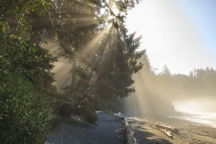 Framed Print : Sunshine streaming through trees, Juan De Fuca Trail, near Jordan River, Vancouver Island, British Columbia, Canada