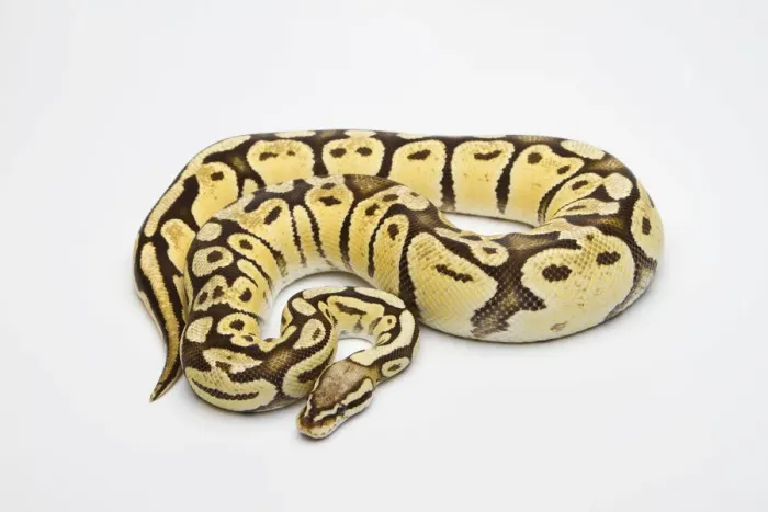 Framed Print : Super Pastel Vanilla Ball Python or Royal Python -Python regius-, female Framed Print : Super Pastel Vanilla Ball Python or Royal Python -Python regius-, female