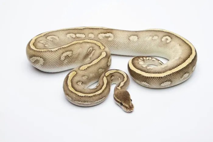 Framed Print : Super Phantom Ball Python or Royal Python -Python regius-, male Framed Print : Super Phantom Ball Python or Royal Python -Python regius-, male