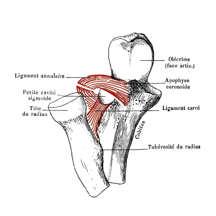 Framed Print : Superior radio-ulnar articulation Framed Print : Superior radio-ulnar articulation