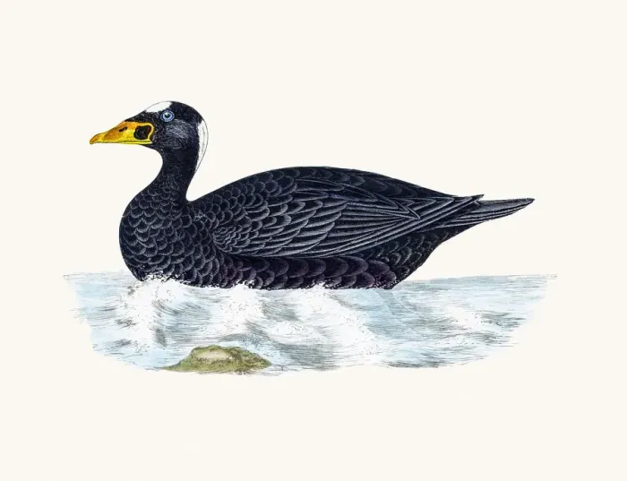 Framed Print : Surf Scoter Sea Duck Waterfowl bird Framed Print : Surf Scoter Sea Duck Waterfowl bird