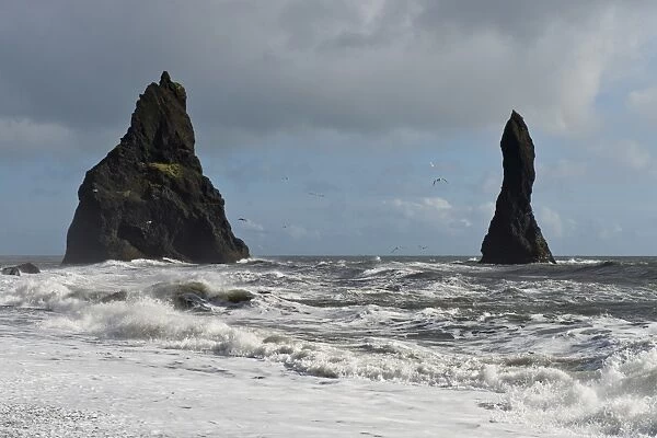 Surf and seagulls, lava beach of Reynisfjara, Reynisdrangar Pinnacles, near Vik i Myrdal, South Coast, Iceland