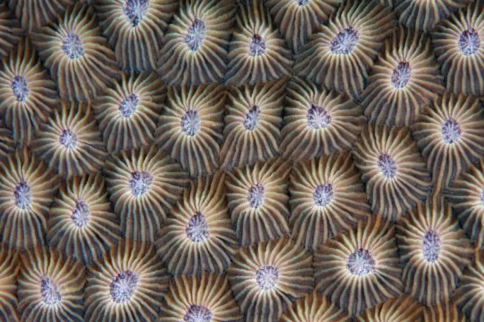 Framed Print : Surface of coral Framed Print : Surface of coral