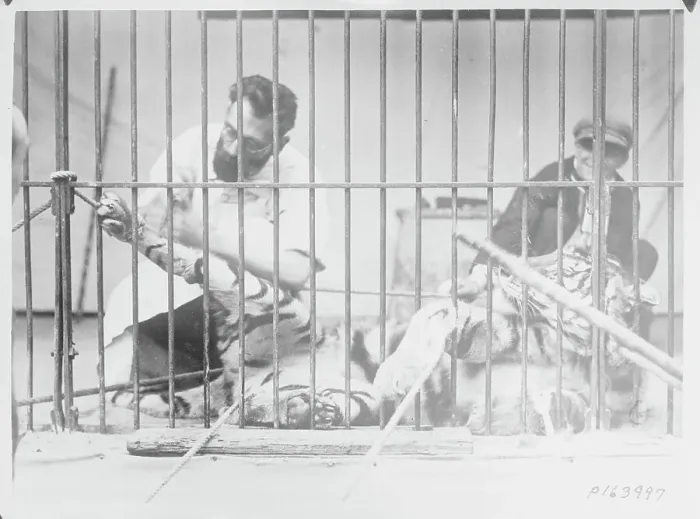 Framed Print : Surgery on Tiger in Cage