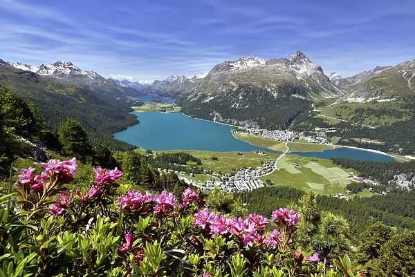 Surlej and Silvaplana with Upper Engadine lakes, Lake Champfer, Lake Silvaplana, Lake Sils, alpine roses in front, Engadin, Graubunden, Switzerland