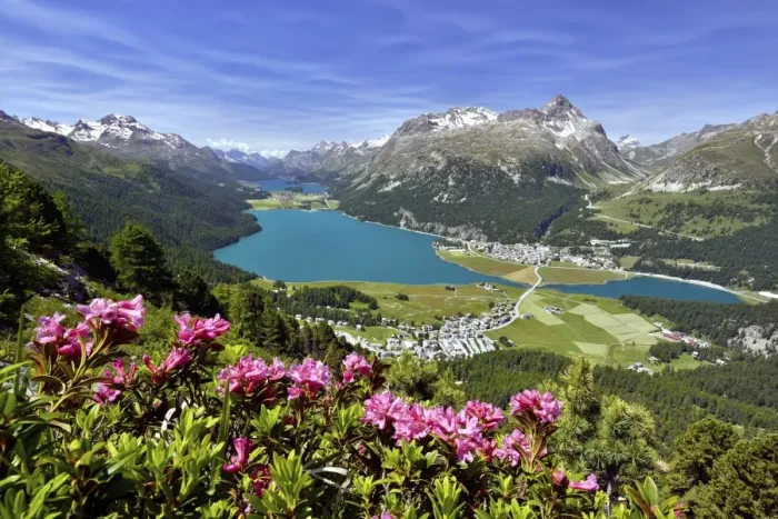 Framed Print : Surlej and Silvaplana with Upper Engadine lakes, Lake Champfer, Lake Silvaplana, Lake Sils, alpine roses in front, Engadin, Graubunden, Switzerland Framed Print : Surlej and Silvaplana with Upper Engadine lakes, Lake Champfer, Lake Silvaplana, Lake Sils, alpine roses in front, Engadin, Graubunden, Switzerland
