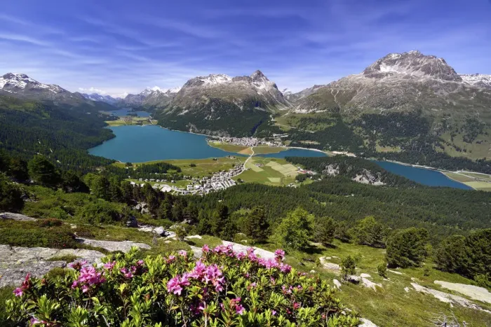 Framed Print : Surlej and Silvaplana with Upper Engadine lakes, Lake Champfer, Lake Silvaplana, Lake Sils, alpine roses in front, Engadin, Graubunden, Switzerland Framed Print : Surlej and Silvaplana with Upper Engadine lakes, Lake Champfer, Lake Silvaplana, Lake Sils, alpine roses in front, Engadin, Graubunden, Switzerland