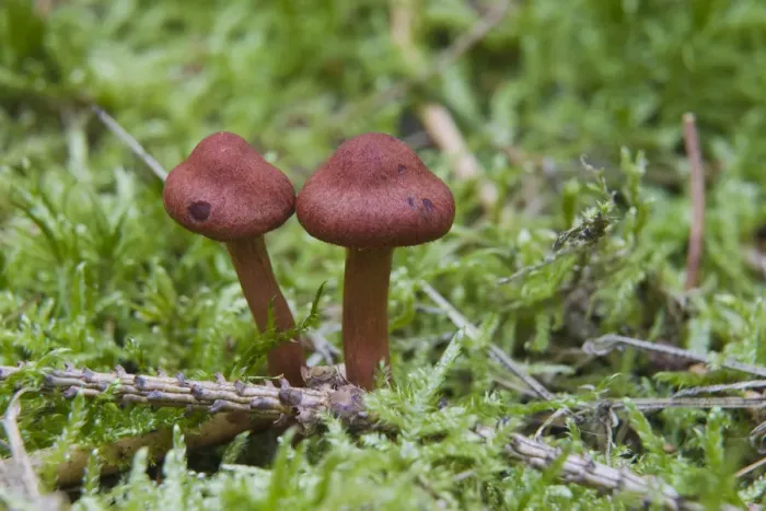 Framed Print : Surprise Webcap (Cortinarius sanguineus) Framed Print : Surprise Webcap (Cortinarius sanguineus)