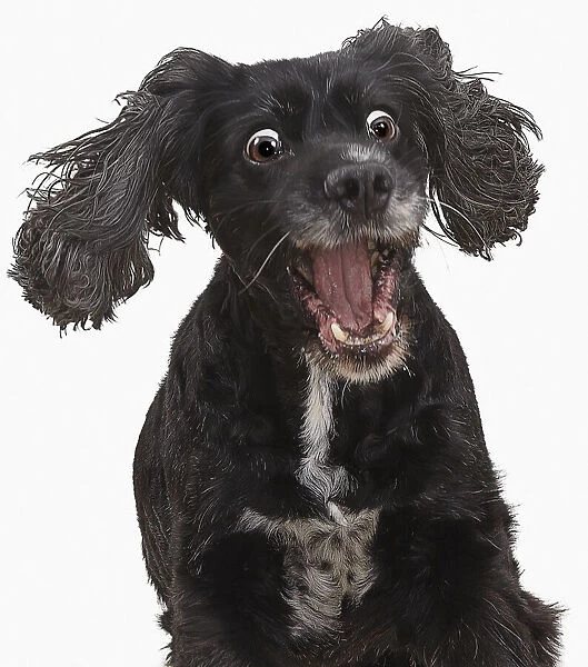 Surprised Dog. Black Working Cocker Spaniel Dog looking happy and surprised
