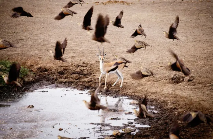 Framed Print : A surprised Thomsons gazelle, Serengeti