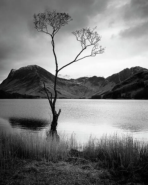 Surviving. The 'famous' lone tree on the edge of Buttermere in the Lake District