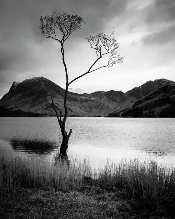 Framed Print : Surviving. The famous lone tree on the edge of Buttermere in the Lake District Framed Print : Surviving. The famous lone tree on the edge of Buttermere in the Lake District