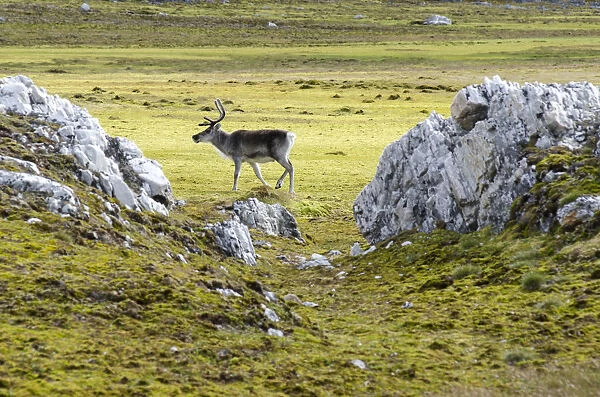 Svalbard Reindeer -Rangifer tarandus platyrhynchus-, Spitsbergen Island, Svalbard Archipelago, Svalbard and Jan Mayen, Norway