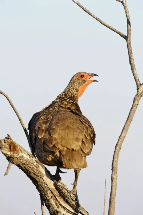 Framed Print : Swainsons Spurfowl (Francolinus swainsonii) Framed Print : Swainsons Spurfowl (Francolinus swainsonii)