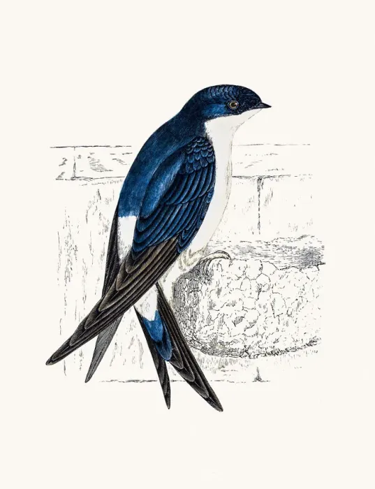 Framed Print : Swallow bird Framed Print : Swallow bird