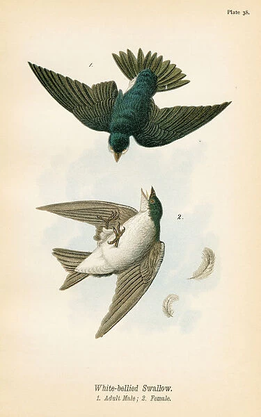 swallow bird lithograph 1890