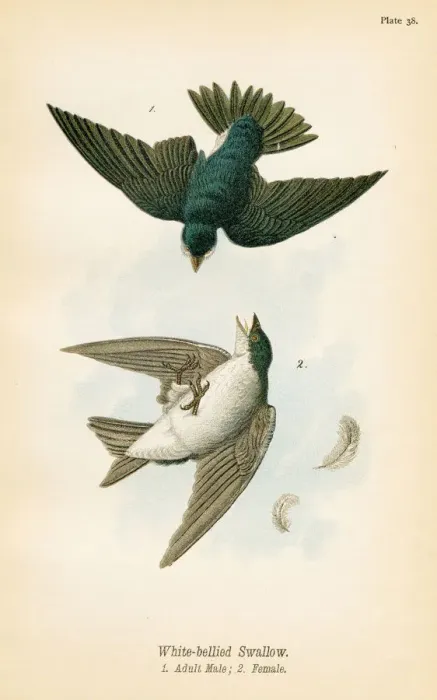Framed Print : swallow bird lithograph 1890
