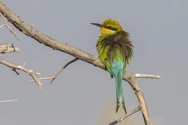 Swallow-tailed bee-eater -Merops hirundineus-, Etosha National Park, Namibia, Africa