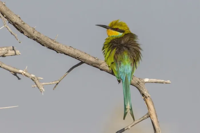 Framed Print : Swallow-tailed bee-eater -Merops hirundineus-, Etosha National Park, Namibia, Africa Framed Print : Swallow-tailed bee-eater -Merops hirundineus-, Etosha National Park, Namibia, Africa