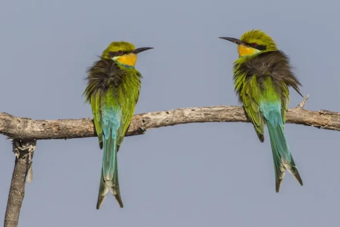 Framed Print : Swallow-tailed bee-eaters -Merops hirundineus-, Etosha National Park, Namibia, Africa Framed Print : Swallow-tailed bee-eaters -Merops hirundineus-, Etosha National Park, Namibia, Africa