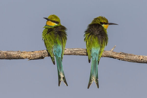 Swallow-tailed bee-eaters -Merops hirundineus-, Etosha National Park, Namibia, Africa