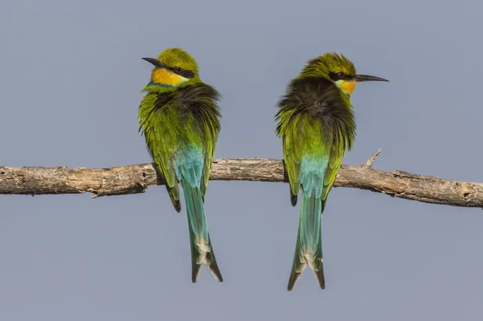 Framed Print : Swallow-tailed bee-eaters -Merops hirundineus-, Etosha National Park, Namibia, Africa Framed Print : Swallow-tailed bee-eaters -Merops hirundineus-, Etosha National Park, Namibia, Africa