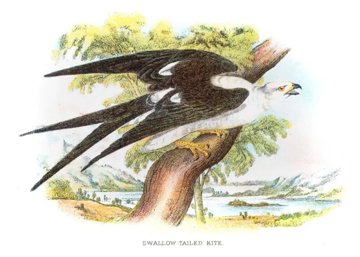 Framed Print : Swallow-tailed kite engraving 1896 Framed Print : Swallow-tailed kite engraving 1896