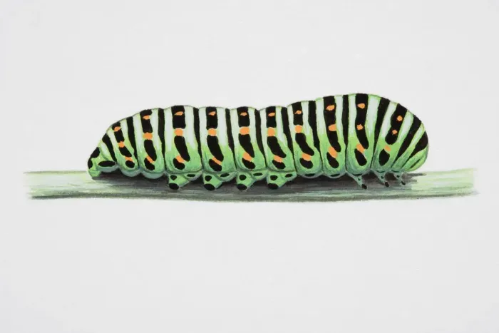 Framed Print : Swallow-tailed Moth (Ourapteryx sambucaria), caterpillar on narrow stem Framed Print : Swallow-tailed Moth (Ourapteryx sambucaria), caterpillar on narrow stem