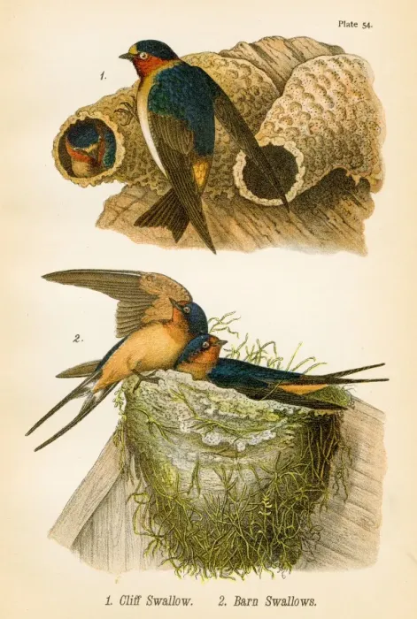 Framed Print : Swallows bird lithograph 1890 Framed Print : Swallows bird lithograph 1890