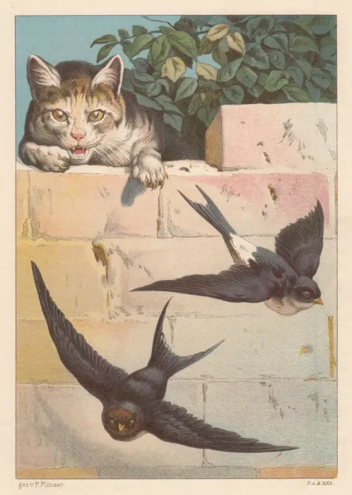 Framed Print : Swallows and cat, lithograph, published in 1884 Framed Print : Swallows and cat, lithograph, published in 1884